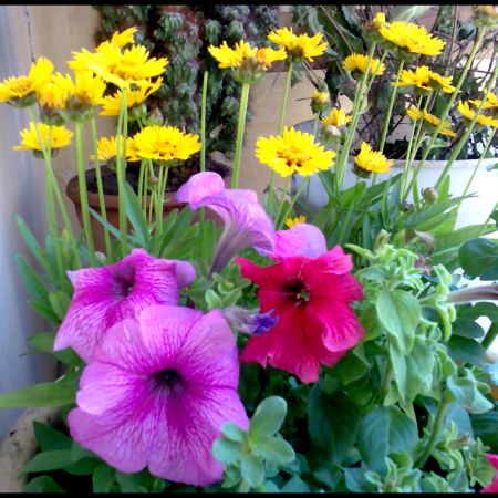 Coreopsis si petunii